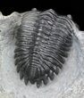 Hollardops Trilobite - Excellent Prep #40129-5